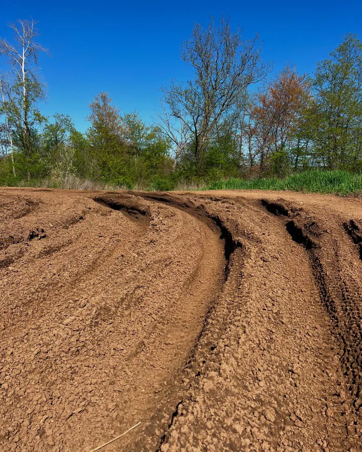 Sugar Maple MX photo 3