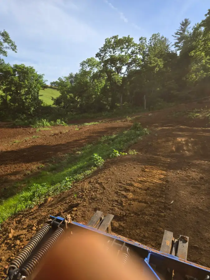 Walnut Tree MX photo 5